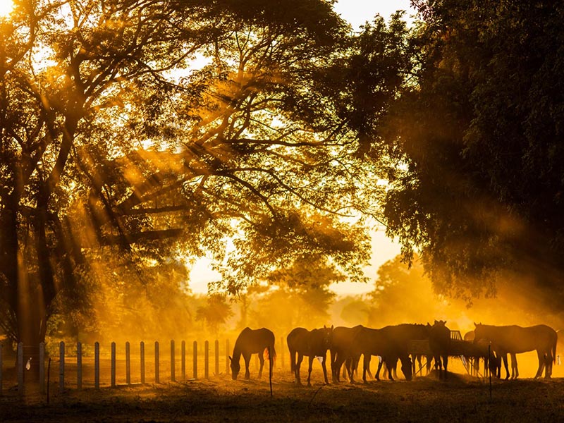 Fumier de cheval Plassac